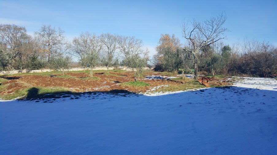 maslinik pod snijegom maslinik pod snijegom