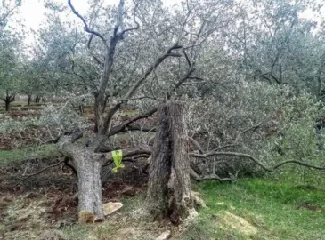 obnova masline
