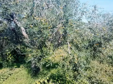 maslinik pred berbu