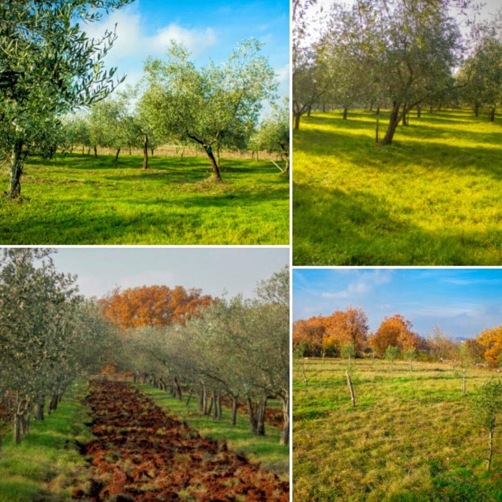 olive groves