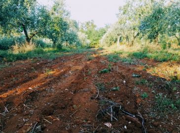 maslinik Proganj nakon linija