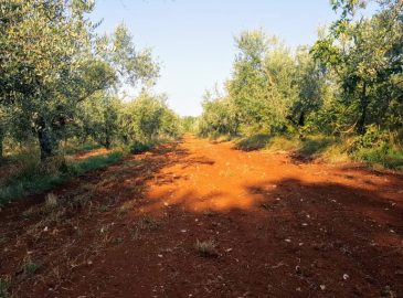 maslinik Proganj nakon zubatkanja