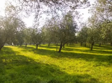 Zacrikva