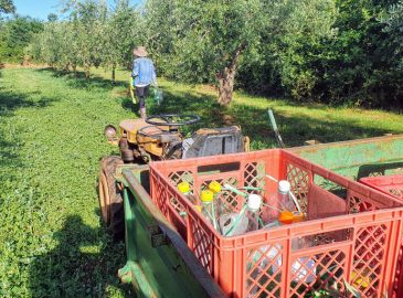 lovke za maslinovu muhu