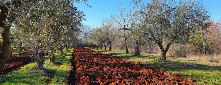 plowing of olive groves 2022