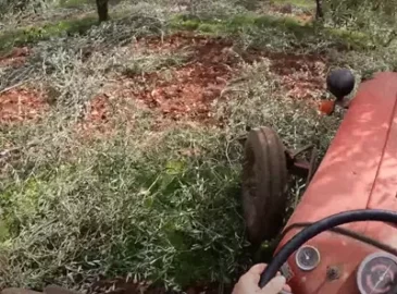 extraction of branches