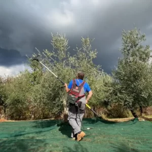 la vendemmia delle olive