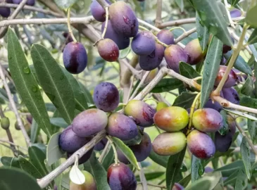Olivenöl mit hohem Polyphenolgehalt