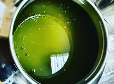 Frisch gepresstes natives Olivenöl extra