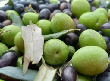 neues natives olivenöl extra